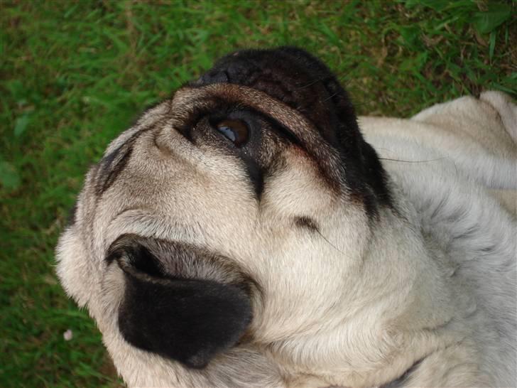 Mops Neala billede 16