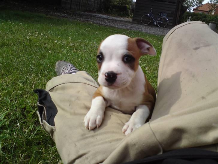 Blanding af racer Tulle - ´8 uger billede 4