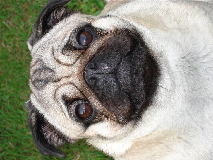 Mops Neala billede 17
