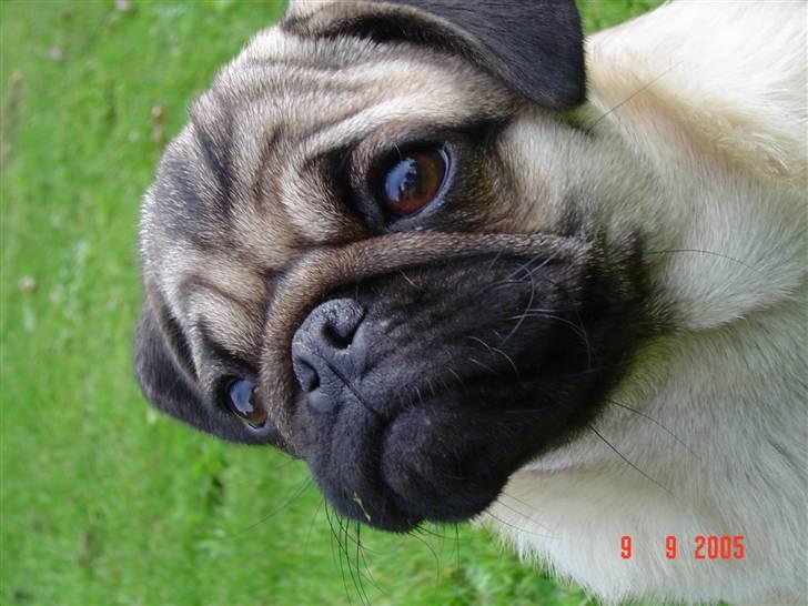 Mops Neala billede 18