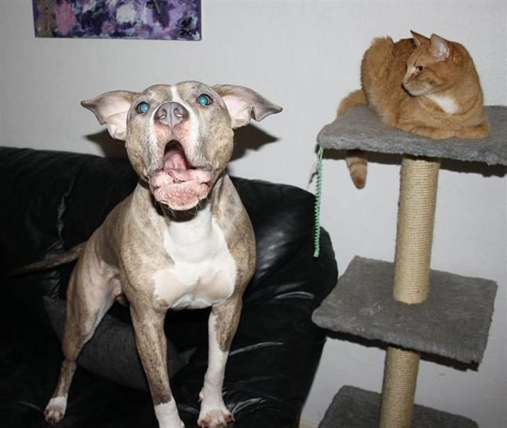 Amerikansk staffordshire terrier Lotus  - OuuwOuwww den blitz er duuum billede 10