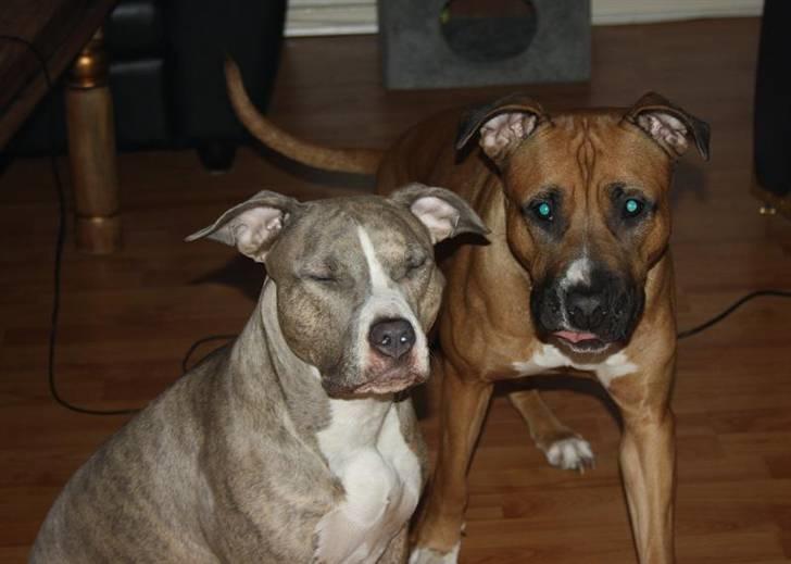 Amerikansk staffordshire terrier Lotus  - Mig og søster Kiki. Sidder og leger kinøjser hæhæ billede 11