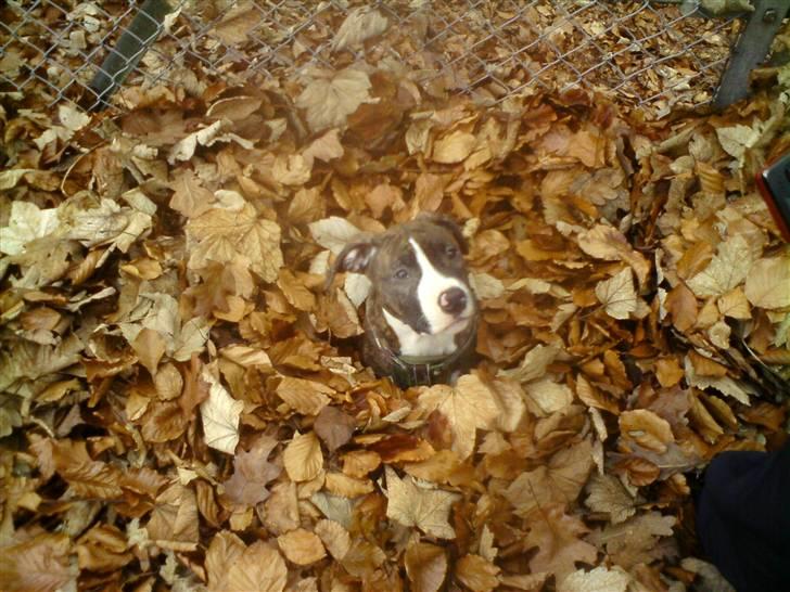 Amerikansk staffordshire terrier $ Hector $ billede 14