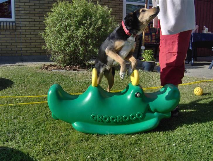 Blanding af racer Molly R.I.P billede 1