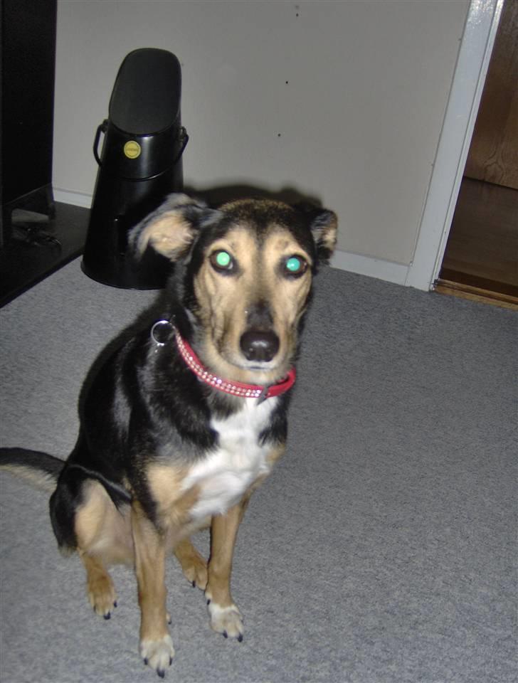 Blanding af racer Molly R.I.P billede 2