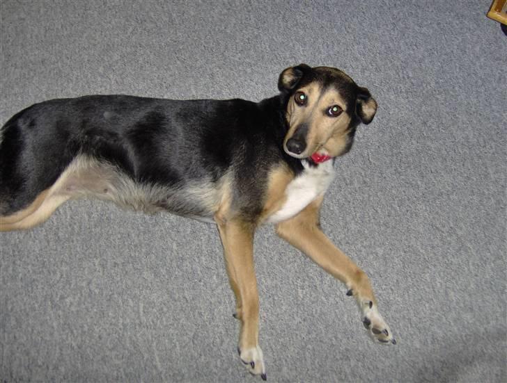 Blanding af racer Molly R.I.P billede 3