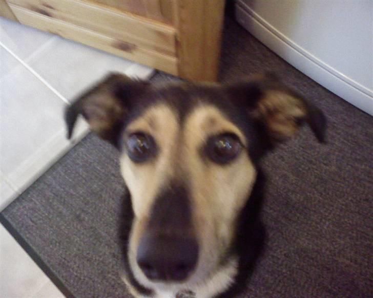 Blanding af racer Molly R.I.P billede 4