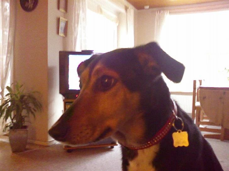 Blanding af racer Molly R.I.P billede 5