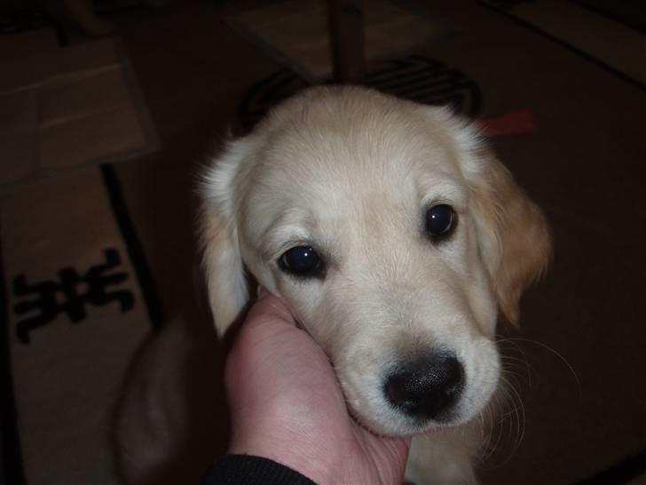 Golden retriever Soey - De øjne, de øjne..  billede 8