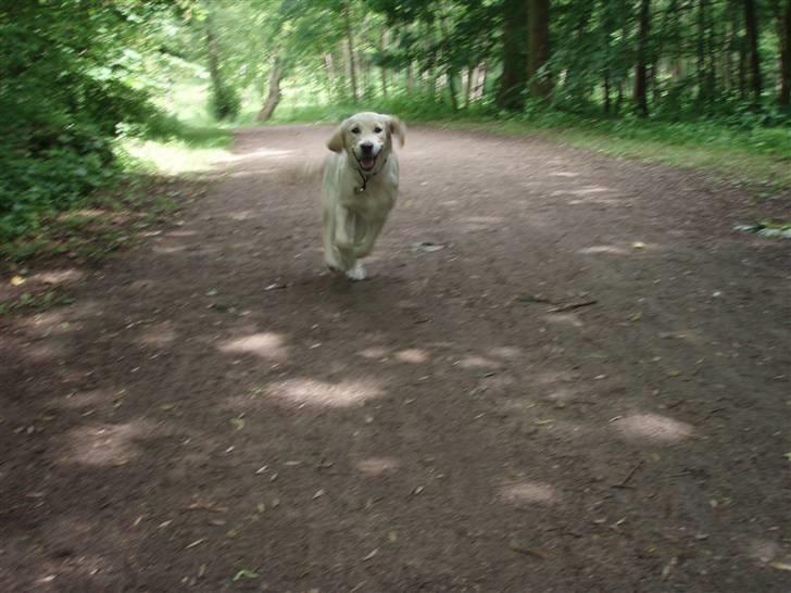 Golden retriever Soey - Her kommer jeg! :D  billede 9