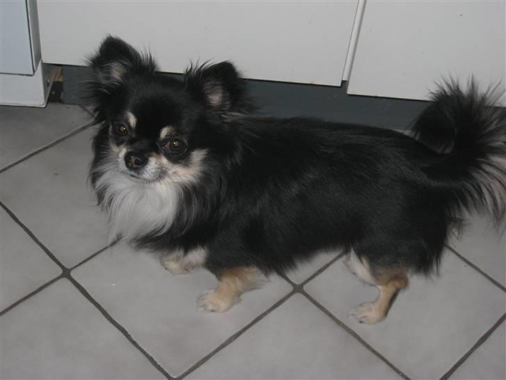 Chihuahua Falcon - Tilbydes til avl.. billede 1