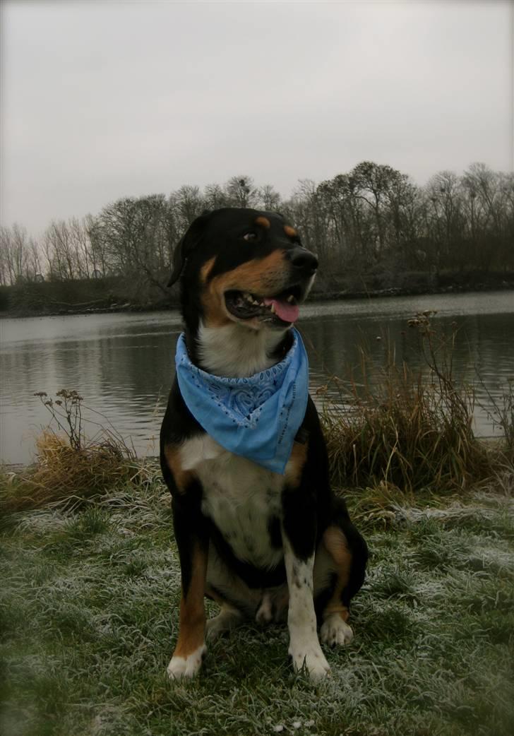 Blanding af racer Nico billede 10