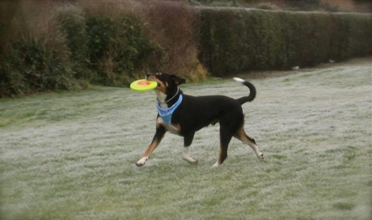 Blanding af racer Nico billede 11