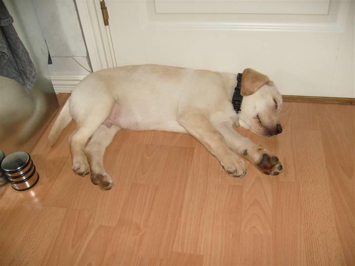 Labrador retriever rico billede 5