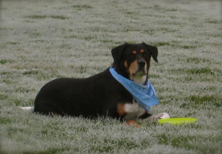 Blanding af racer Nico billede 12