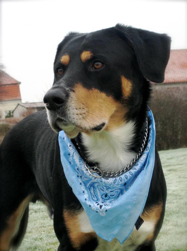 Blanding af racer Nico billede 13