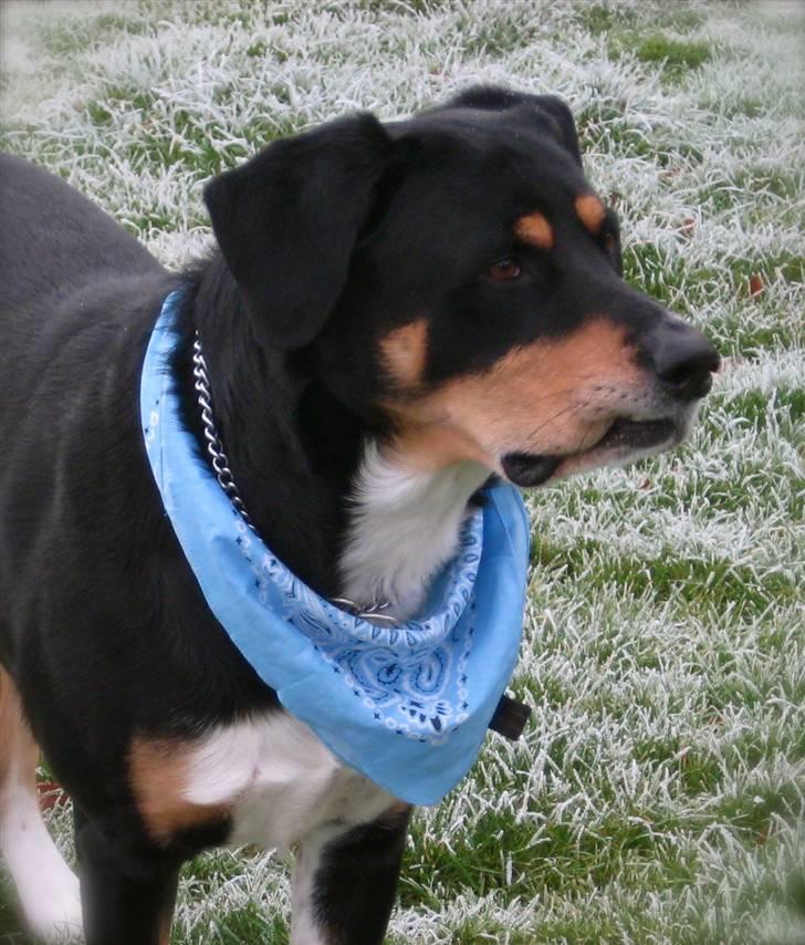 Blanding af racer Nico billede 14