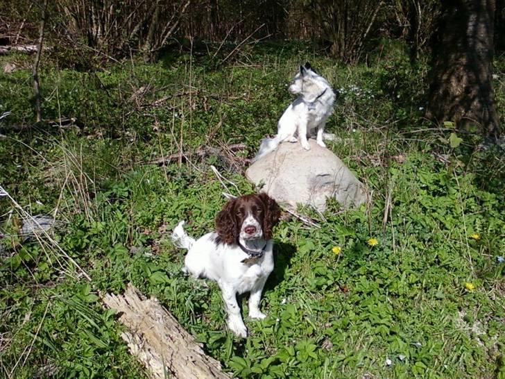Field Trial spaniel Trille Lund billede 13