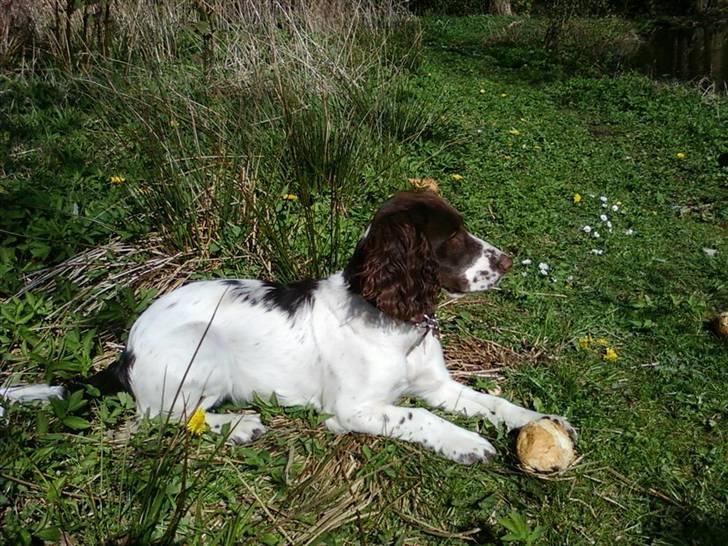 Field Trial spaniel Trille Lund billede 14
