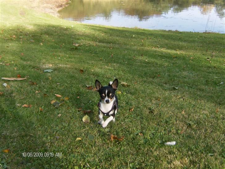 Chihuahua      *A'diva* billede 16