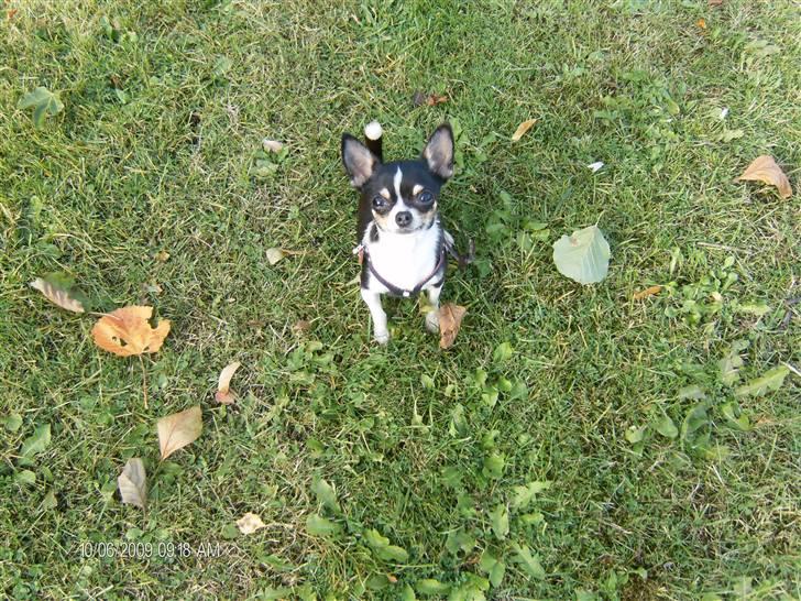 Chihuahua      *A'diva* billede 17