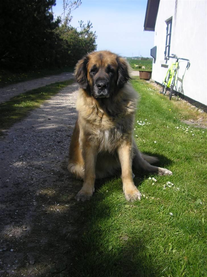 Leonberger | Nygård's Jaffa. - Billedet taget af: Majken Rudkjøbing billede 14