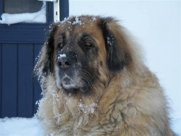 Leonberger | Nygård's Jaffa. - Billedet taget af: Anders Rudkjøbing billede 15