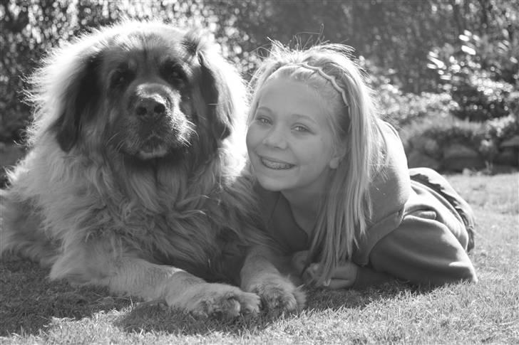 Leonberger | Nygård's Jaffa. - Billedet taget af: Rikke Rudkjøbing billede 16