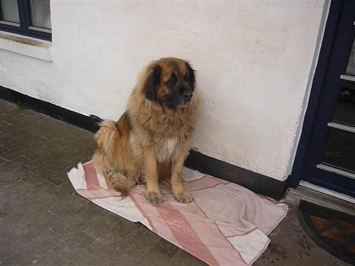 Leonberger | Nygård's Jaffa. - Billedet taget af: Majken Rudkjøbing billede 17