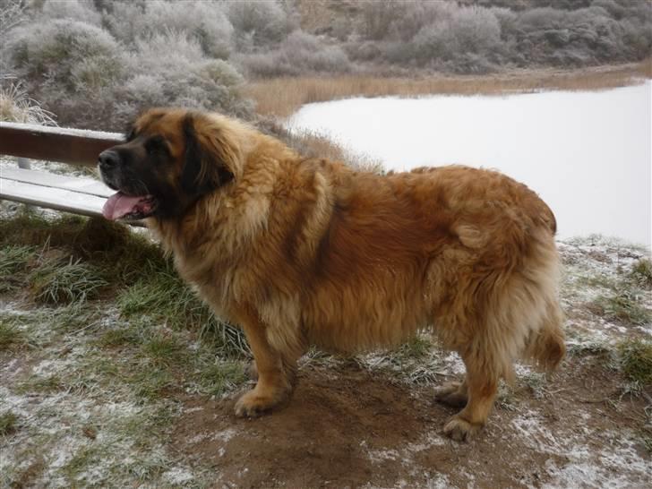 Leonberger | Nygård's Jaffa. - Billedet taget af: Majken Rudkjøbing billede 18