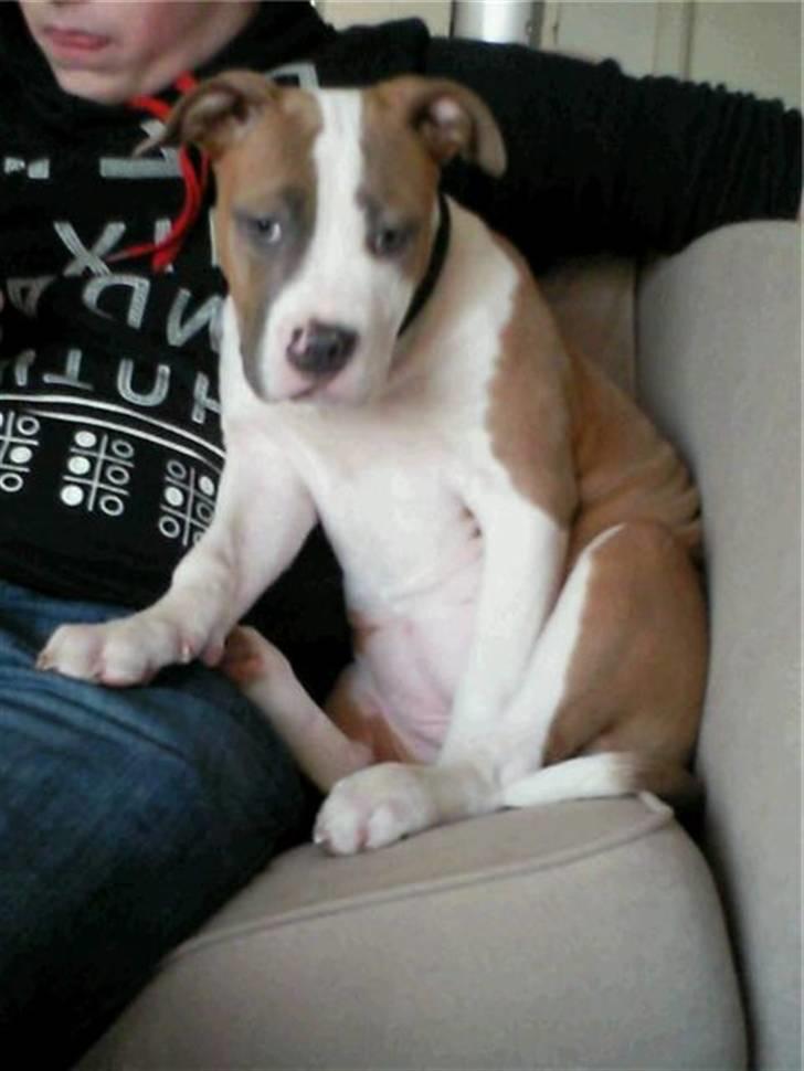 Amerikansk bulldog Olga billede 3