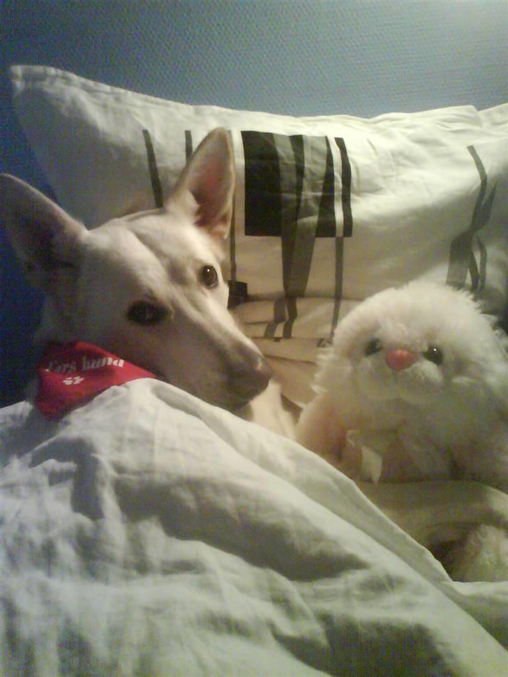 Hvid schæfer Amanda <3 - Her ligger Amanda i Nanna´s seng med en bamse :P billede 14