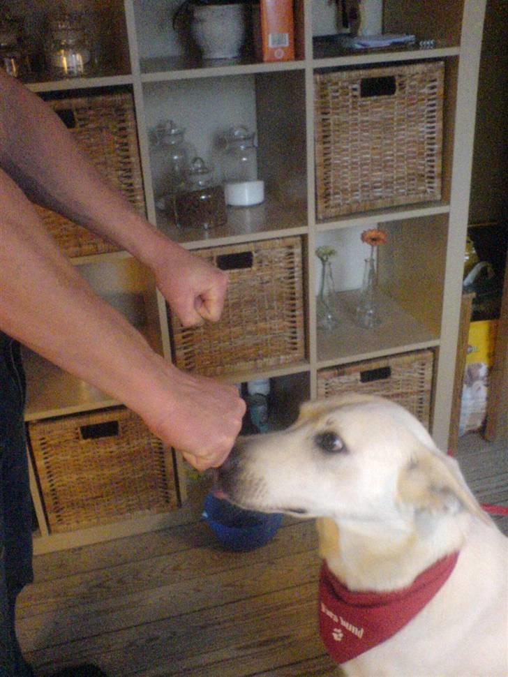 Hvid schæfer Amanda <3 - Kan du finde maden? billede 15