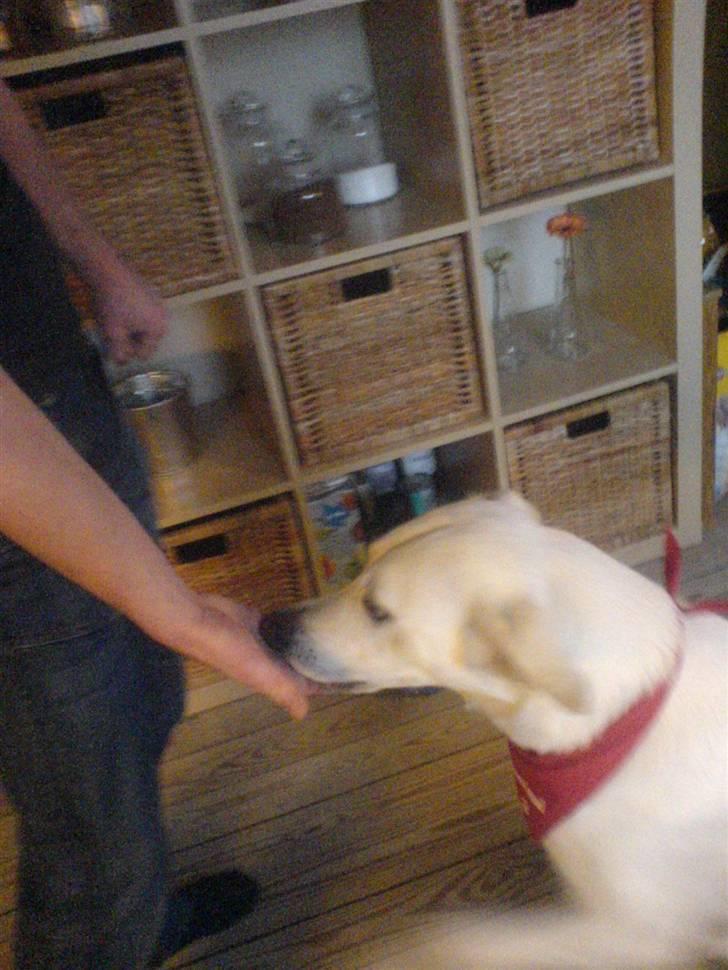 Hvid schæfer Amanda <3 - Du fandt det! dygtig <33 billede 16