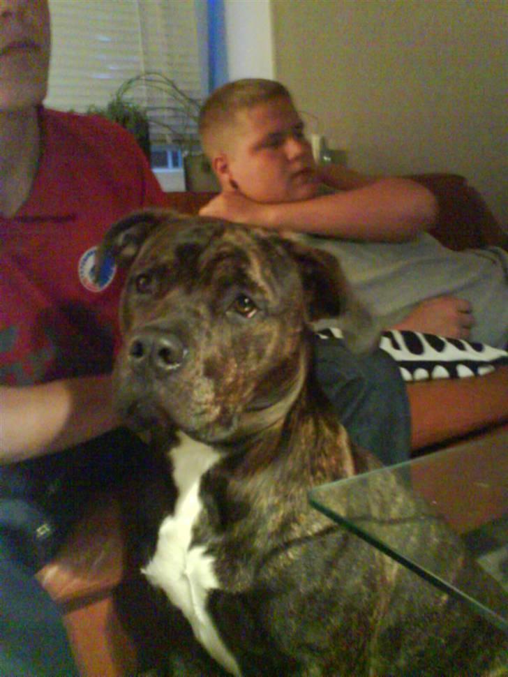 Blanding af racer Rocco billede 11