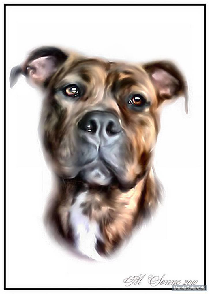 Blanding af racer Chili * Himmelhund* - Chili og Kenzo <3 billede 6