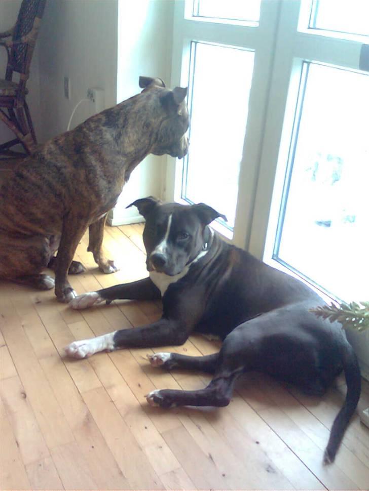 Blanding af racer Chili * Himmelhund* - Chilis bedste veninde Kenzo - som nu desværre er himmelhund  billede 7