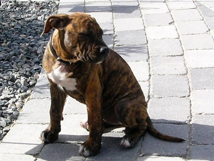 Blanding af racer Chili * Himmelhund* billede 8