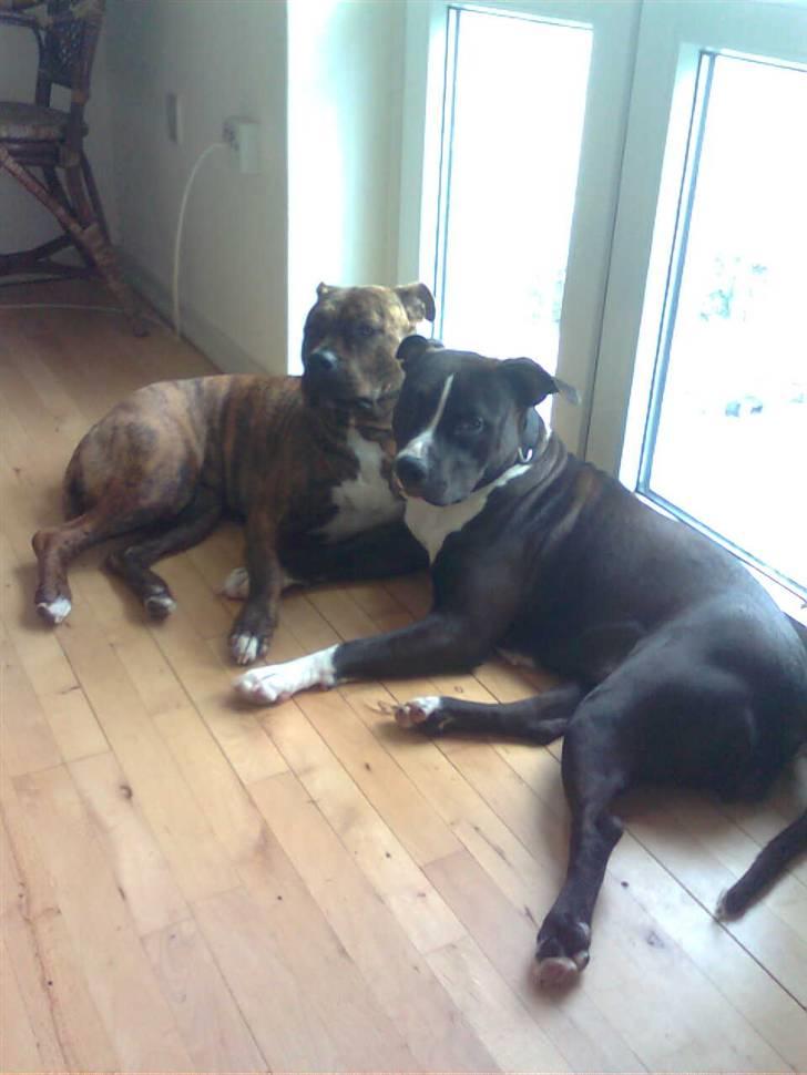 Blanding af racer Chili * Himmelhund* - Mig og min bedste veninde Kenzo <3 billede 9