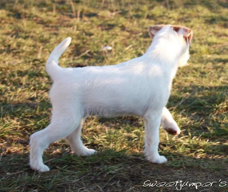 Parson russell terrier Tootsie billede 11