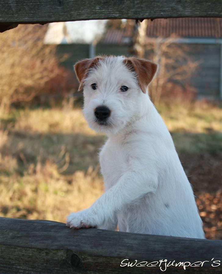 Parson russell terrier Tootsie billede 12
