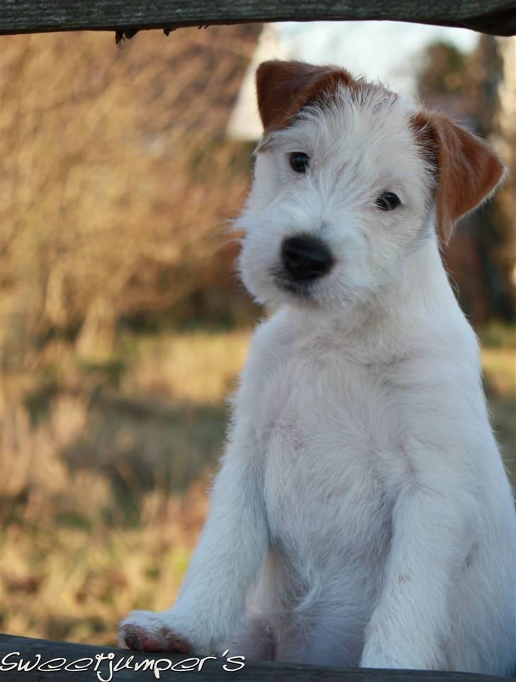 Parson russell terrier Tootsie billede 13