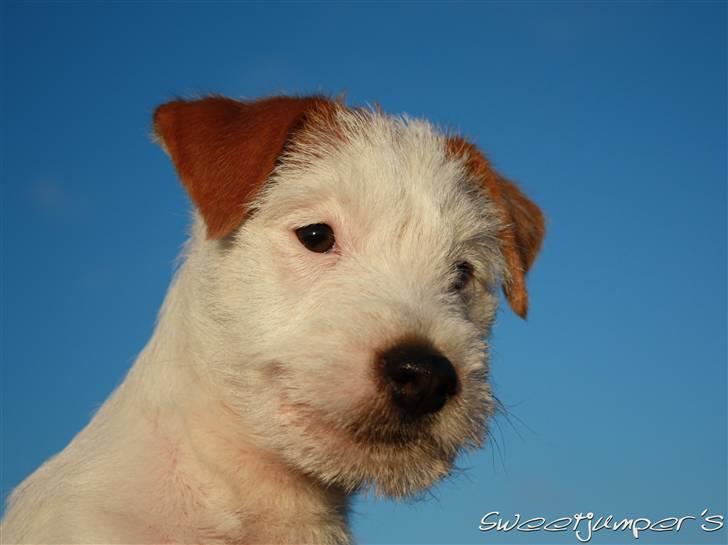 Parson russell terrier Tootsie billede 14