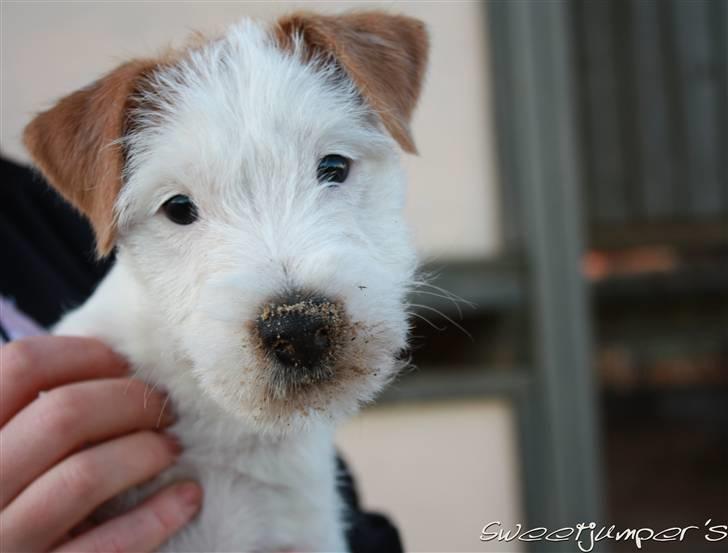 Parson russell terrier Tootsie billede 15