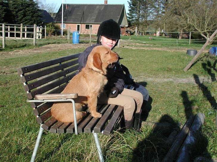 Basset fauve de bretagne Freya - Freya ser på ridningen billede 13