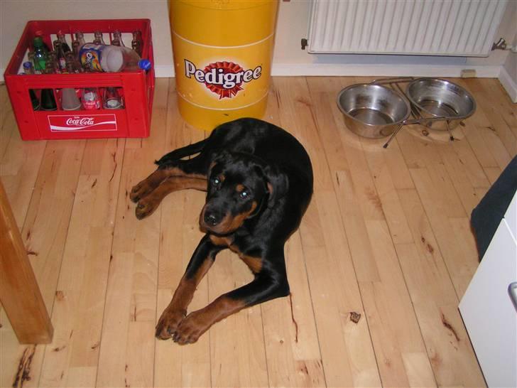 Rottweiler Liva - det hele er stadigvæk så nyt, så jeg er lidt nervøs.. billede 2