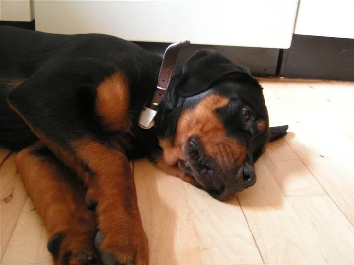 Rottweiler Liva - slapper af efter jeg lige er kommet til mit nye hjem... billede 3