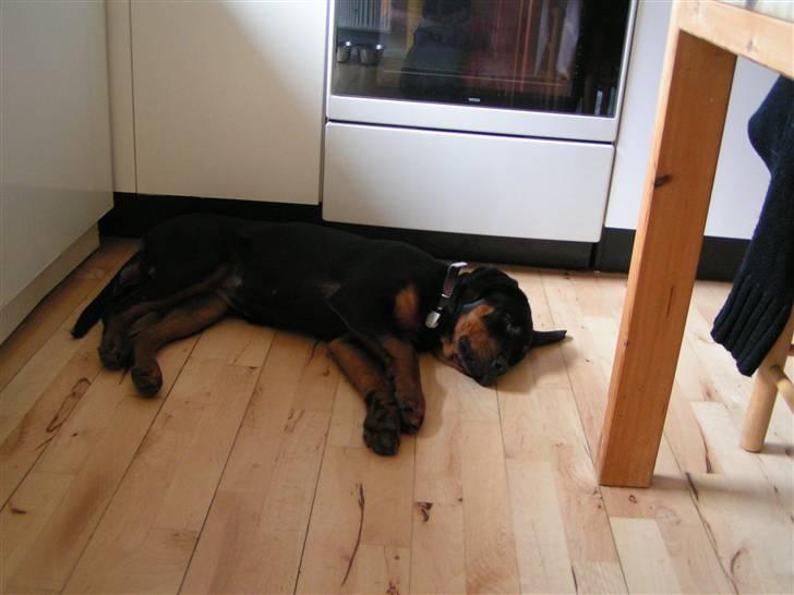 Rottweiler Liva - en lille lur... billede 4