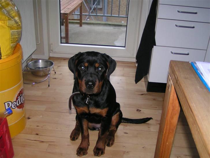 Rottweiler Liva billede 5