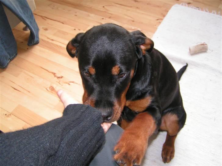 Rottweiler Liva billede 6